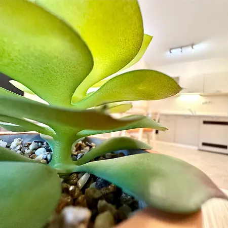 Menada Royal Sun דירה